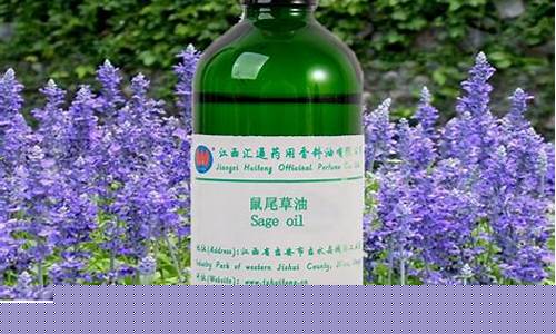 海南鼠尾草油价格_鼠尾草精油的功效与作用