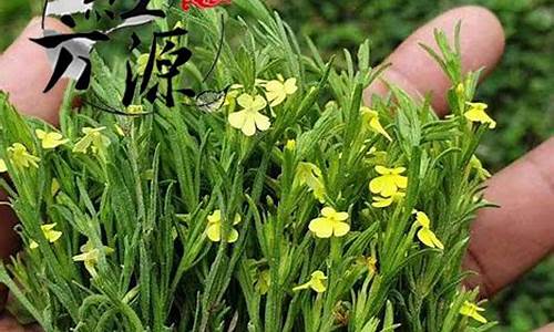 独脚金价值_独脚金价格最新行情