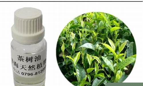 重庆市茶树油价格_重庆市茶树油价格表