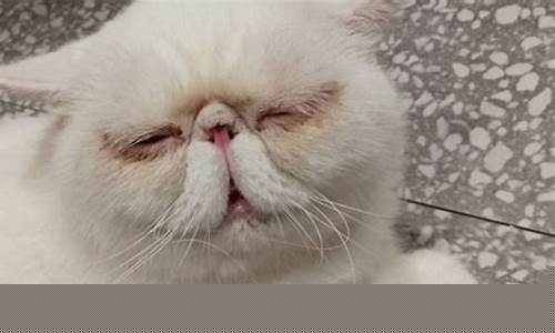 加菲长毛蓝金价格_加菲长毛猫多少钱一只