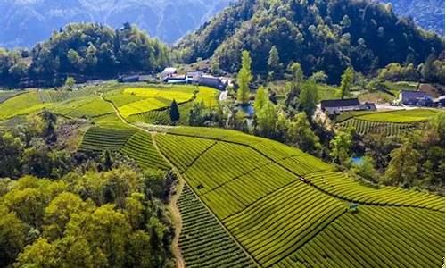 湖南湘西茶籽油价_湖南茶籽油价格多少