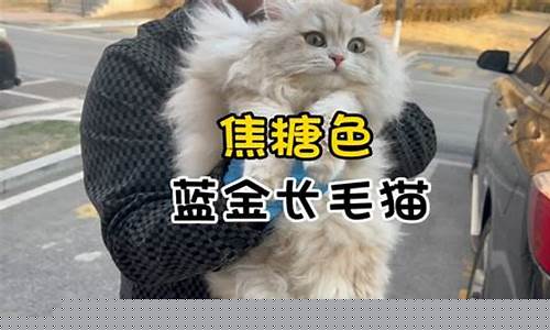 焦糖化蓝金渐层_长毛焦糖蓝金价格