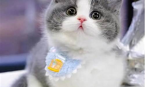 蓝猫蓝金价格走势_蓝猫蓝金价格走势图
