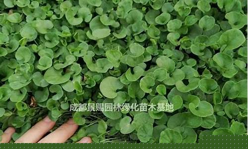 景洪草坪马蹄金价格多少_马蹄金和草坪草的优势和劣势