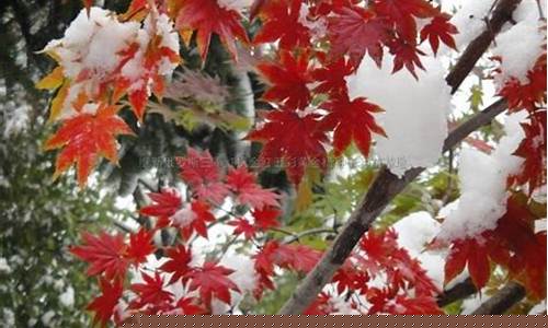俄罗斯红金价格多少_俄罗斯金子多少钱一克